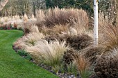 GRASS GARDEN IN WINTER AT JOHNS GARDEN AT ASHWOOD