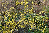 CORNUS MAS AUREA