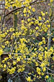 CORNUS MAS AUREA