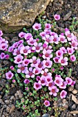 SAXIFRAGA OPPOSITIFOLIA SPLENDENS