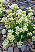 SAXIFRAGA GREGOR MENDAL AGM