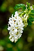 RIBES SANGUINEUM WHITE ICICLE