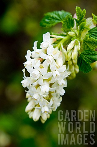 RIBES_SANGUINEUM_WHITE_ICICLE