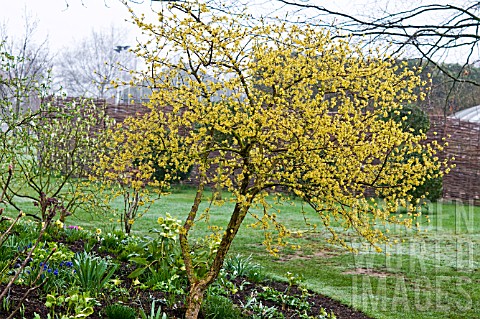 CORNUS_MAS