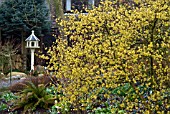 JOHNS GARDEN AT ASHWOOD IN WINTER