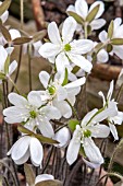 HEPATICA ACUTILOBA