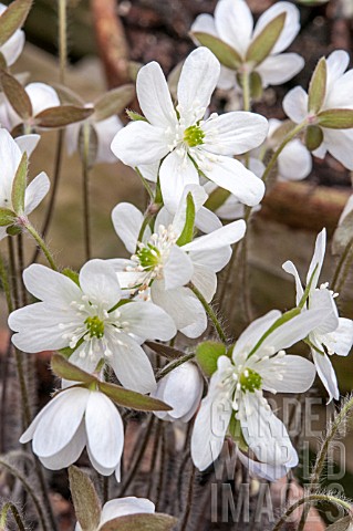 HEPATICA_ACUTILOBA