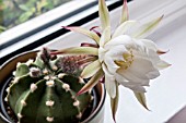 ECHINOPSIS SUBDENUDATA