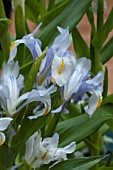 IRIS MAGNIFICA BLUE DREAM