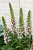 DIGITALIS PAMS SPLIT