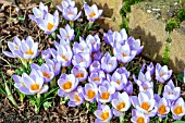 CROCUS THOMASINIANUS