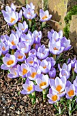 CROCUS THOMASINIANUS