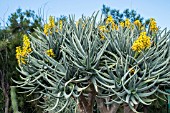 ALOE DICHOTOMA