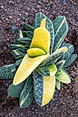 GASTERIA GRACILIS VARIEGATA