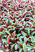 PEPEROMIA GRAVEOLENS RUBY GLOW