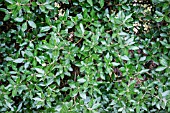 QUERCUS ILEX FOLIAGE