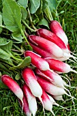 RADISH FRENCH BREAKFAST