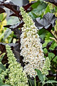 BUDDLEJA BUZZ IVORY