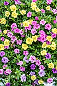 CALLIBRACHOA PETTICOAT SELECTION