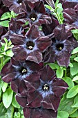 PETUNIA HAPPY MAGIC TM BLACK STAR