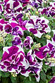 PETUNIA TUMBELINA DAMSON RIPPLE