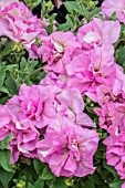 PETUNIA SURFINA DOUBLE DEEP PINK