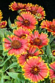 GAILLARDIA SUNSET CUTTE