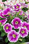 PETUNIA SWEETUNIA HOT PINK TOUCH