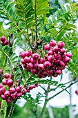 SORBUS AUCUPARIA GLENDOICK SPIRE