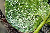 WHITE FLY (TRIALEURODES VAPORARIORUM)