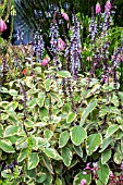 PLECTRANTHUS ARGENTATUS HILL HOUSE