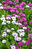 OSTEOSPERMUM PASSION MIXED