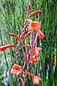 WATSONIA BEATRICIS