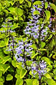 PLECTRANTHUS ZULUENSIS