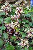 SAXIFRAGA FORTUNEI PINK MIST