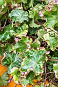 HEDERA HELIX MELANIE