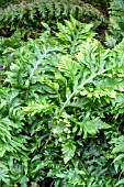 POLYPODIUM CAMBRICUM PRESTONII