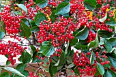 VIBURNUM BETULIFOLIUM