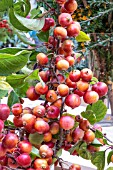 MALUS EVERESTE