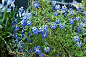 TROPAEOLUM AZUREUM