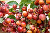 MALUS EVERESTE