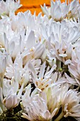 COLCHICUM AUTUMNALE ALBOPLENUM