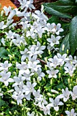 CAMPANULA PORTENSCHLAGIANA ALBA