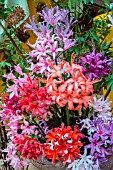 NERINE MIXED