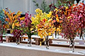 RHS SHADES OF AUTUMN FLOWER SHOW