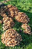 HONEY FUNGUS (ARMILLARIA SP.)