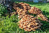 HONEY FUNGUS (ARMILLARIA SP.)