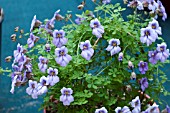 TROPAEOLUM HOOKERIANUM SUBSP AUSTROPURPUREUM