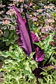 DRACUNCULUS VULGARIS