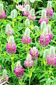 TRIFOLIUM RUBENS RED FEATHERS